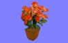 花08.m3d