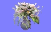 室内花24.m3d