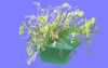室内花36.m3d