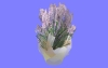 室内花65.m3d