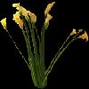 PLANT02.mtb