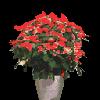 PLANT28.mtb