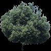 TREE03.mtb