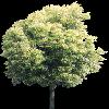 TREE06.mtb