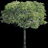 TREE08.mtb