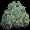 TREE11.mtb