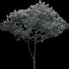TREE18.mtb