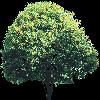 TREE25.mtb