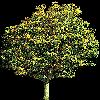 TREE28.mtb