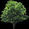 TREE29.mtb