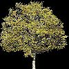 TREE30.mtb